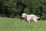 LABRADOR 499